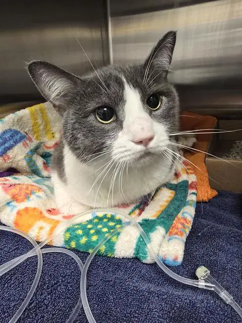 Bender - Domestic Short Hair
