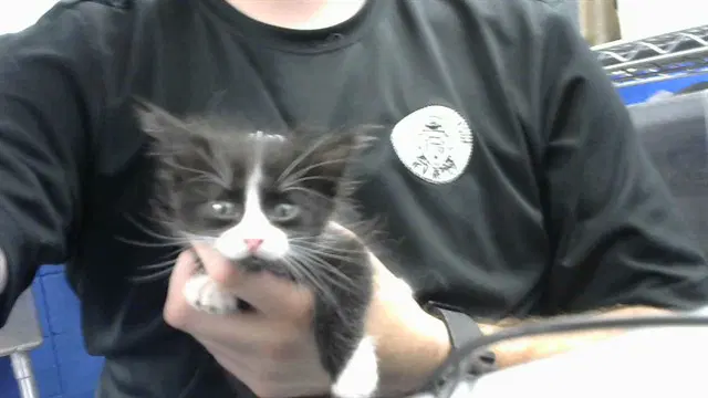 Froo - Domestic Short Hair