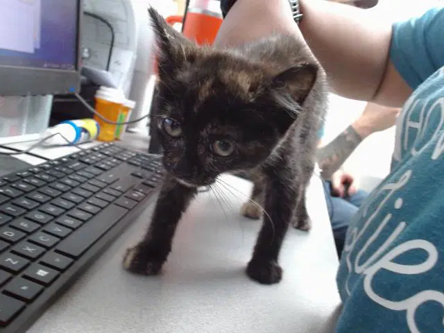 Tortilla - Domestic Short Hair