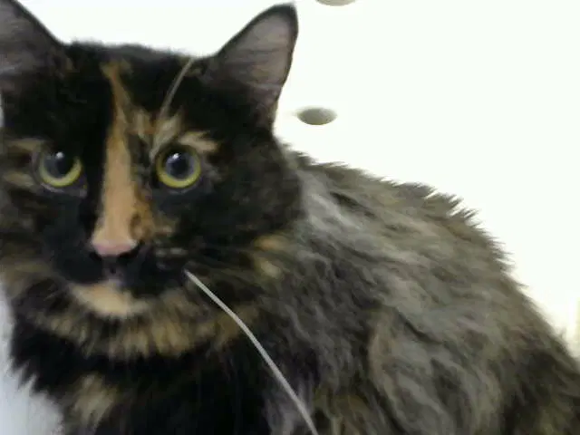 Bloom - Domestic Short Hair