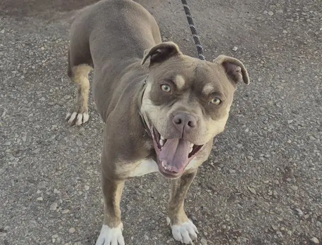 Fendi - American Pit Bull Terrier