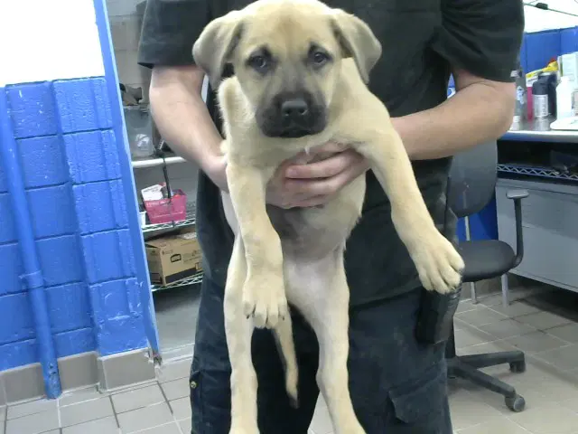 Roberto - Anatolian Shepherd