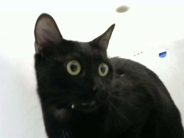 Binx