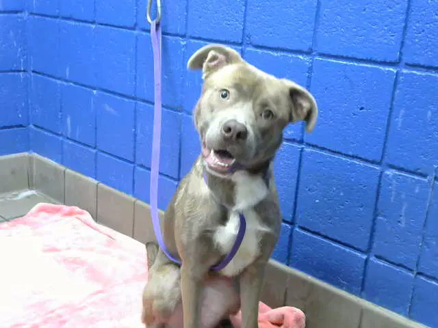 Amiri - American Pit Bull Terrier