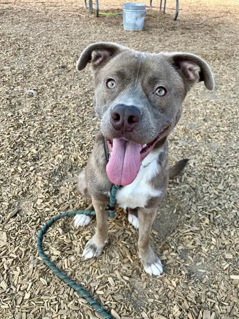 Amiri - American Pit Bull Terrier