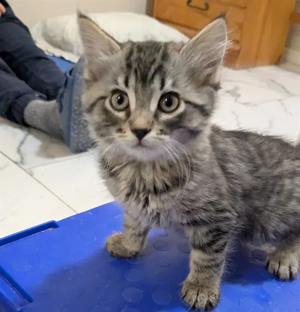 Kylie - Domestic Short Hair