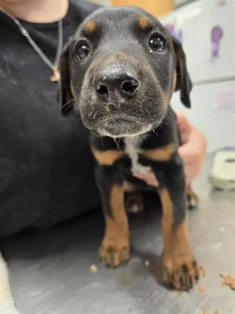 Xena - Doberman Pinscher