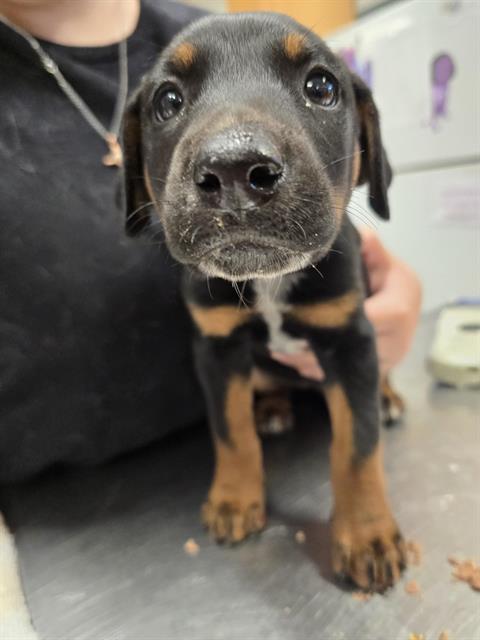 Xena
