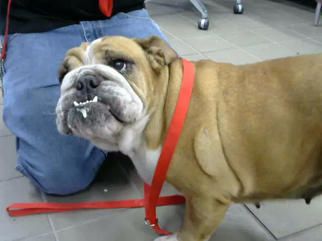 Lucy - Bulldog