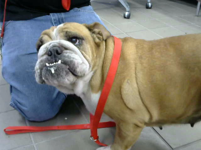 Lucy