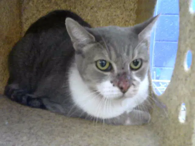 Kitty Smalls - Domestic Short Hair