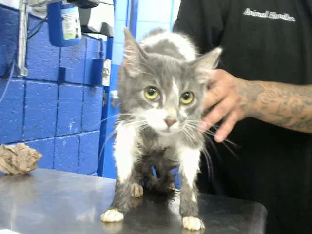 Coco - Domestic Short Hair