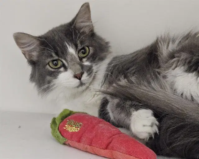 Coco - Domestic Short Hair