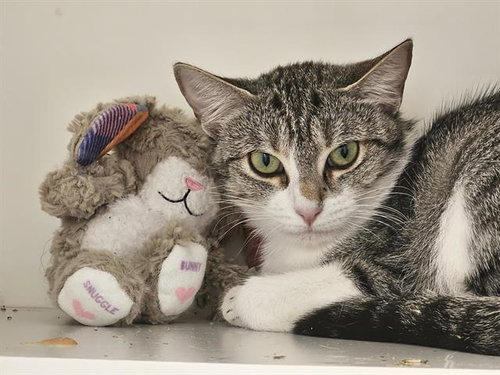 SWEET CHEEKS, a cat for adoption from Albuquerque Animal Services - Eastside