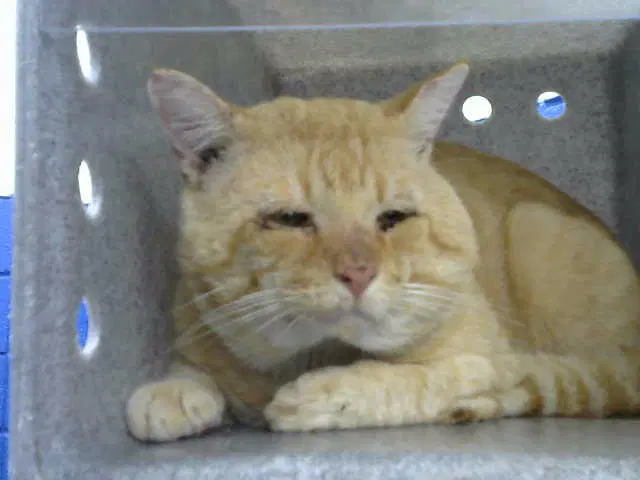Jessie - Domestic Short Hair