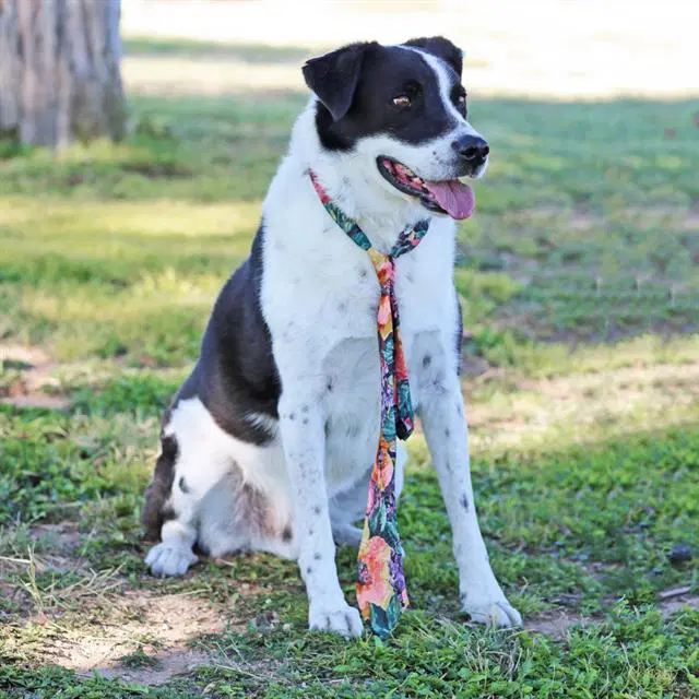 Ray - Border Collie