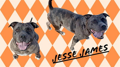 JESSE JAMES, a dog for adoption from Albuquerque Animal Services - Eastside