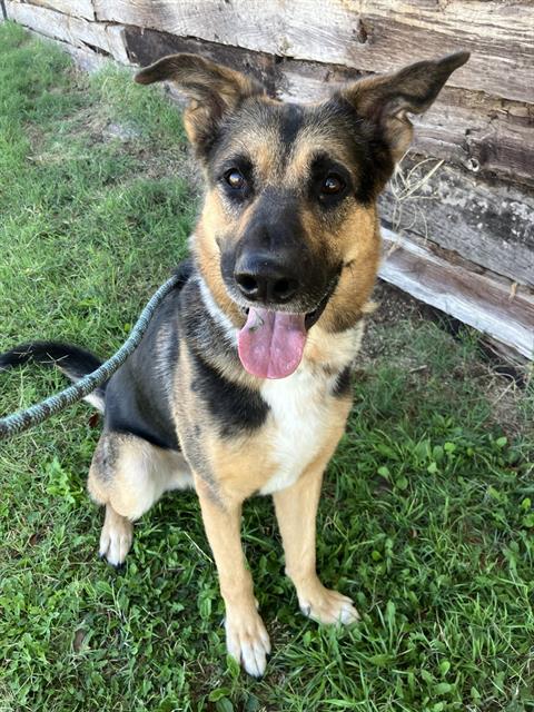 CHESTER, a dog for adoption from Albuquerque Animal Services - Eastside
