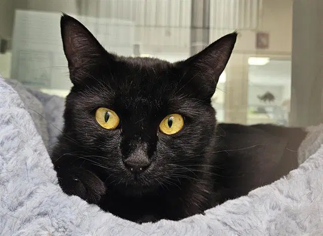 Hert - Domestic Short Hair