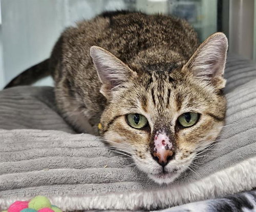 CATNESS, a cat for adoption from Albuquerque Animal Services - Eastside