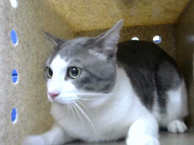 Loki - Domestic Short Hair