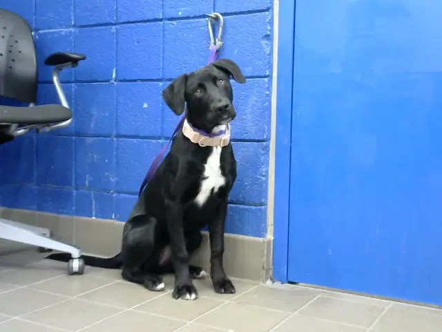 Nina - Labrador Retriever