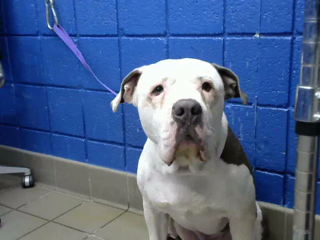 Hoss - Pit Bull Terrier