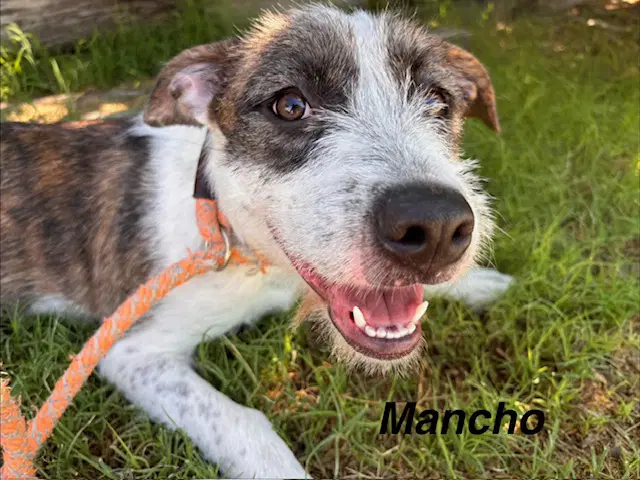 Mancho - Border Terrier