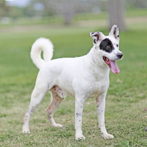 BUD, a dog for adoption from Albuquerque Animal Services - Eastside