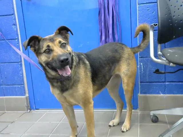 Kida - German Shepherd Dog