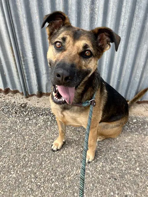 Kida - German Shepherd Dog