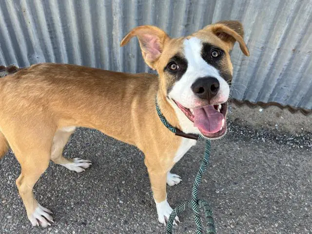 Locust - American Pit Bull Terrier