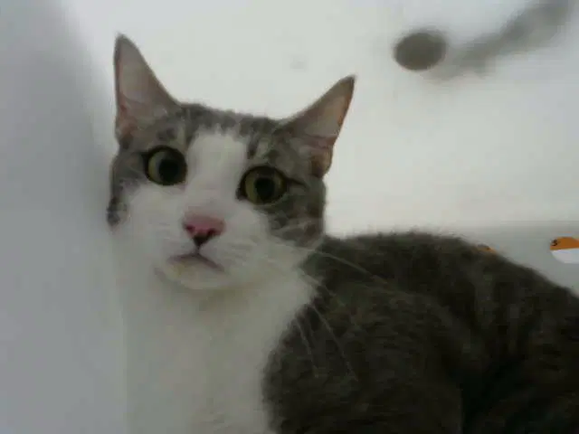 Krata - Domestic Short Hair