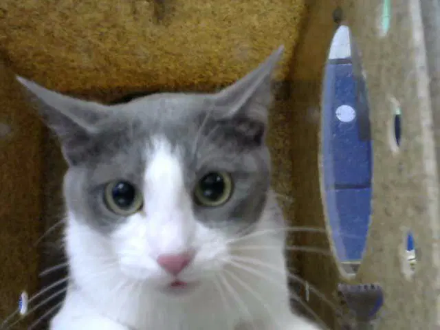 Bella - Domestic Short Hair