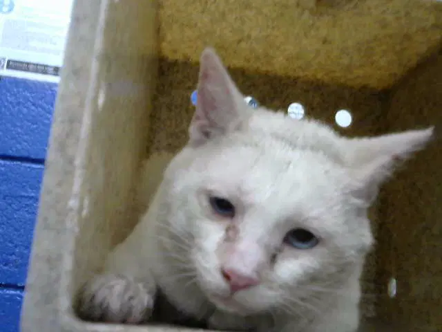 Ralo - Domestic Medium Hair
