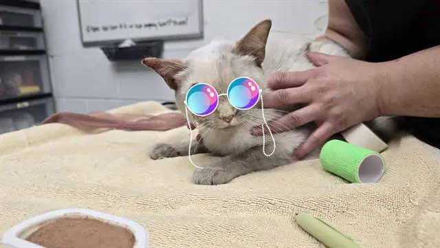 Bailey - Domestic Short Hair