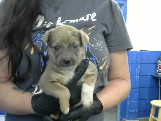 Boo Boo - Australian Cattle Dog/Blue Heeler