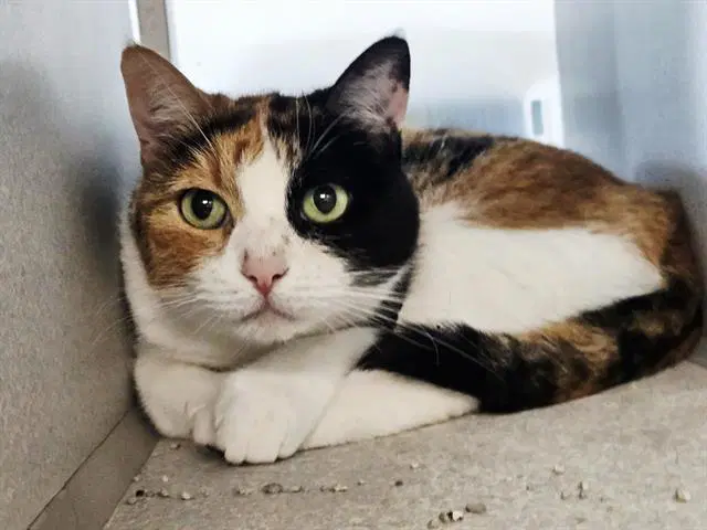 Honey - Domestic Short Hair