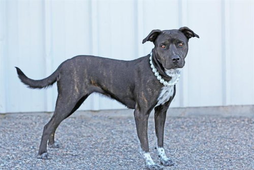 LITTLE GIRL, a dog for adoption from Albuquerque Animal Services - Eastside