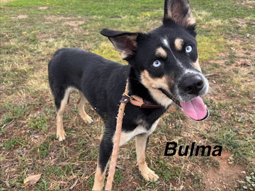 BULMA, a dog for adoption from Albuquerque Animal Services - Eastside