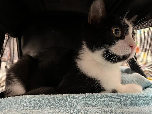 VADER, a cat for adoption from Albuquerque Animal Services - Eastside