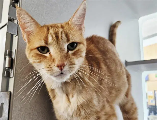 Ziggy - Domestic Short Hair