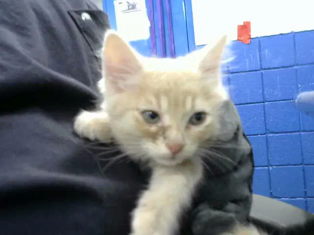Tan - Domestic Short Hair