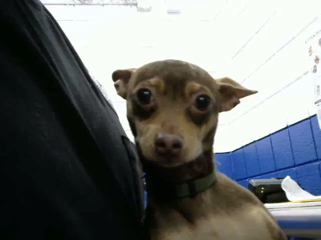 Peppito - Chihuahua