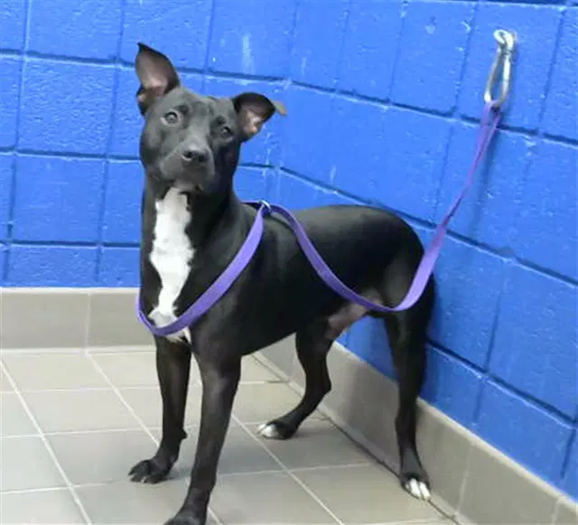 Oreo - American Pit Bull Terrier