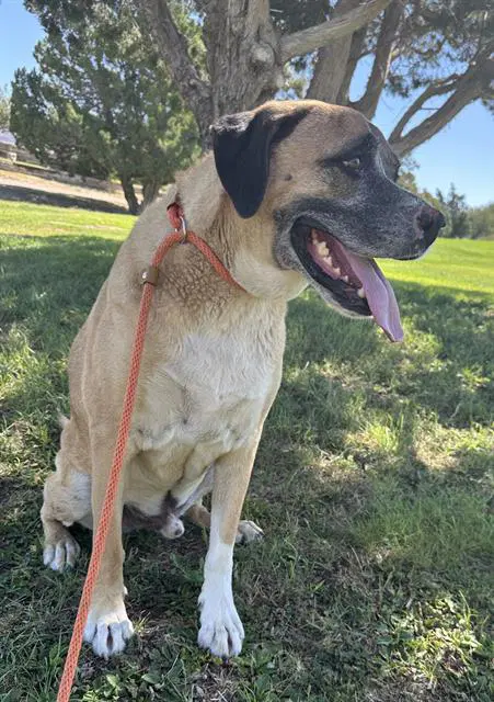 Maui - Boxer