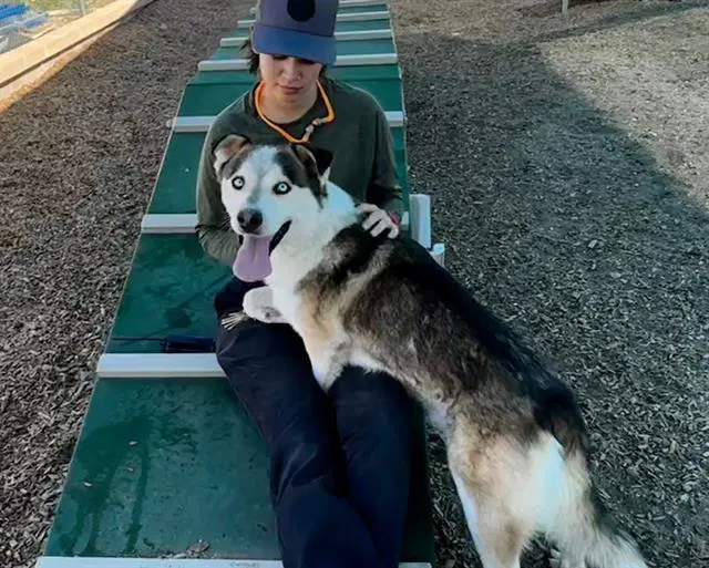 Logan - Husky
