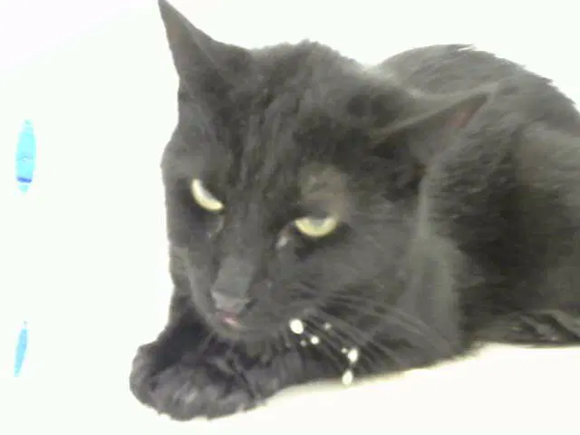 Smokey - Domestic Medium Hair