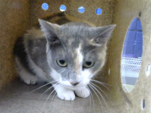 Luna - Domestic Short Hair