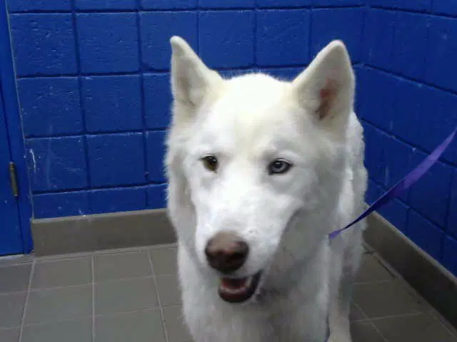 Destiny - Siberian Husky